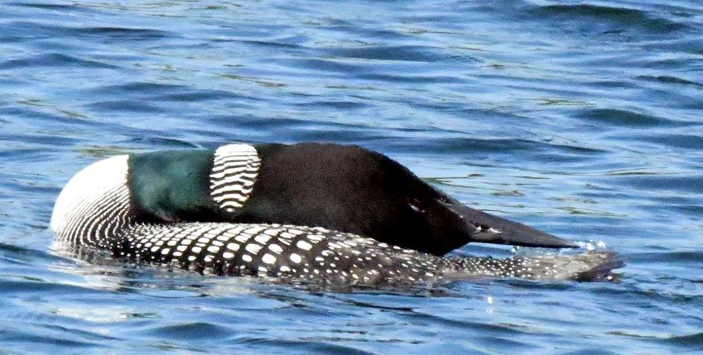 Loon grooming