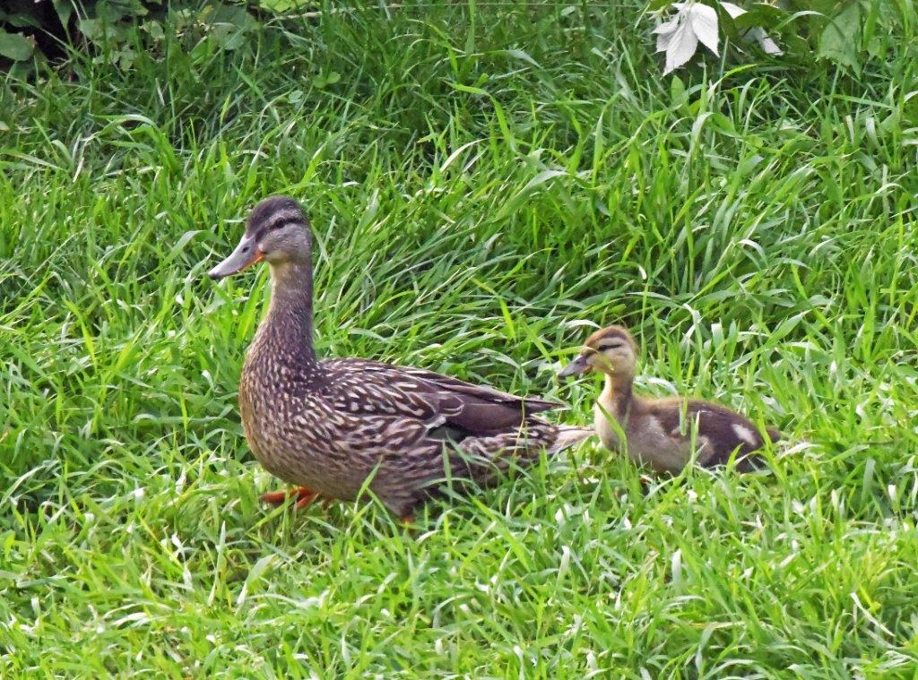 Mallard w/duckling