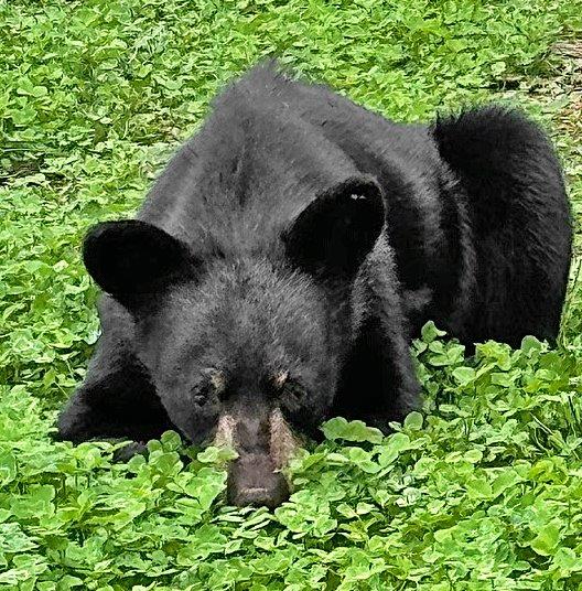 Twinkie eating clover