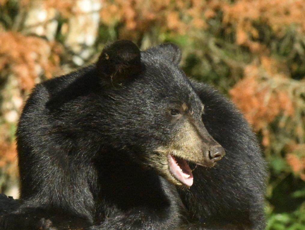 Becky's female cub