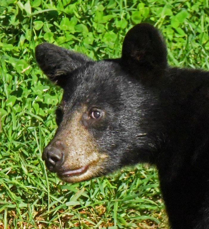 Becky's male cub