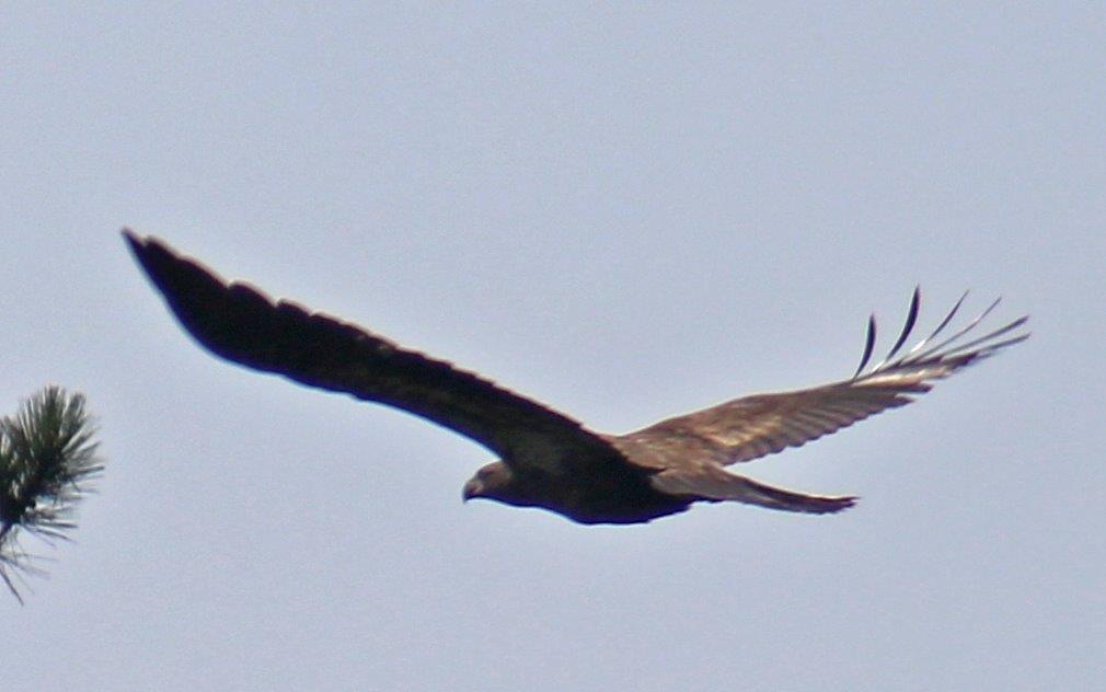 Bald eagle, 1st year - by  C.Davison