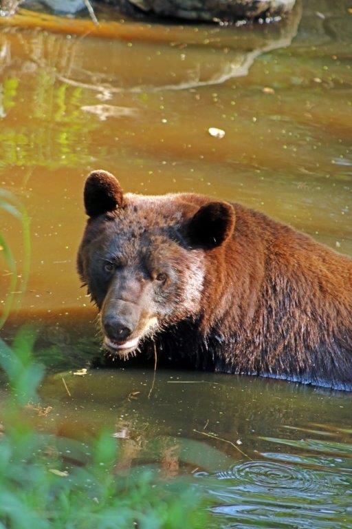 Goldie in pond C.Davison