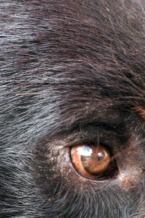 Porters eye by C. Davison