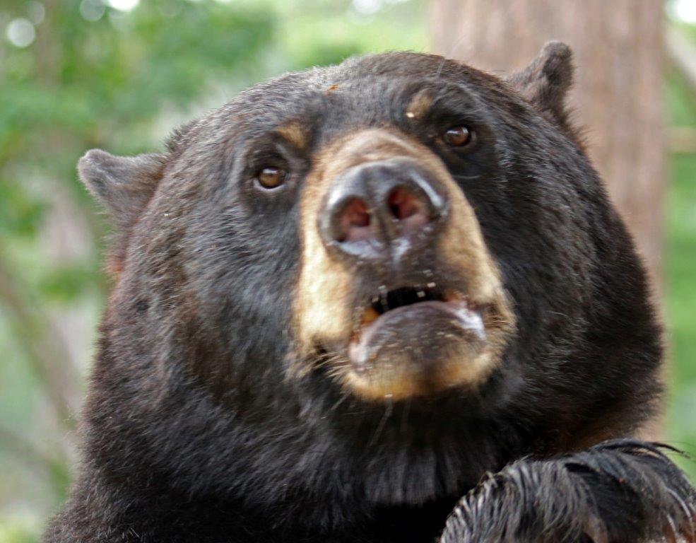 Porter by C. Davison