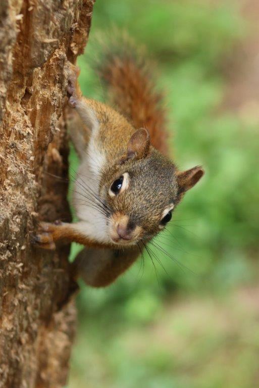 20240814 Red squirrel C.Davison
