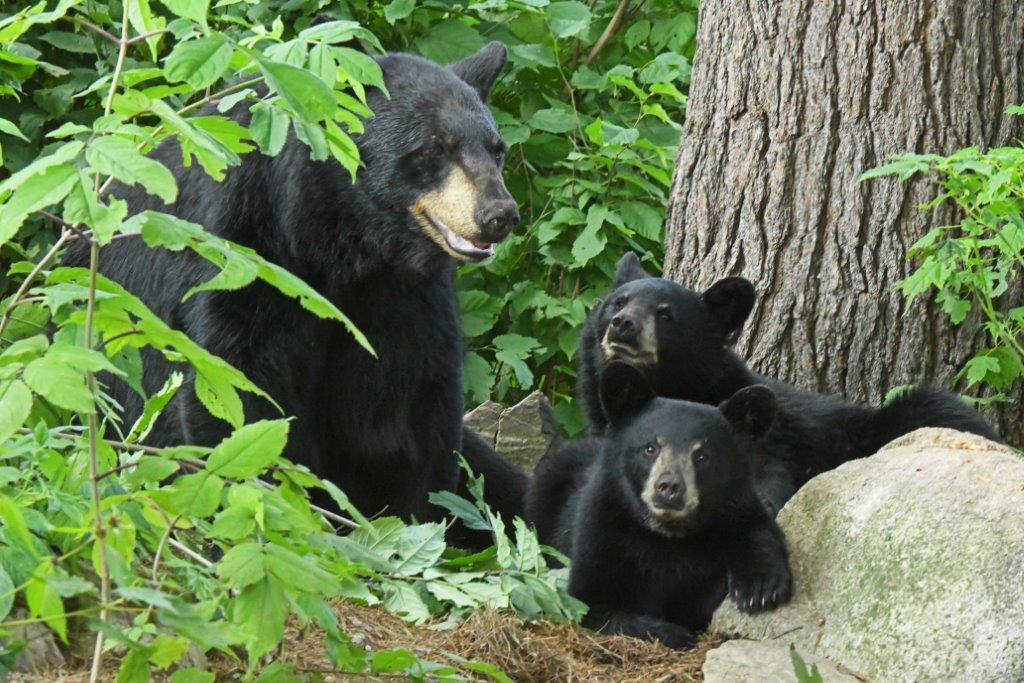 Collen w/ 2 of 4 cubs