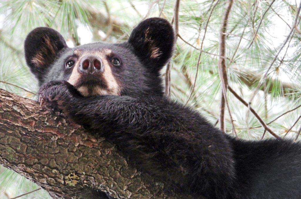 Cub in white pine