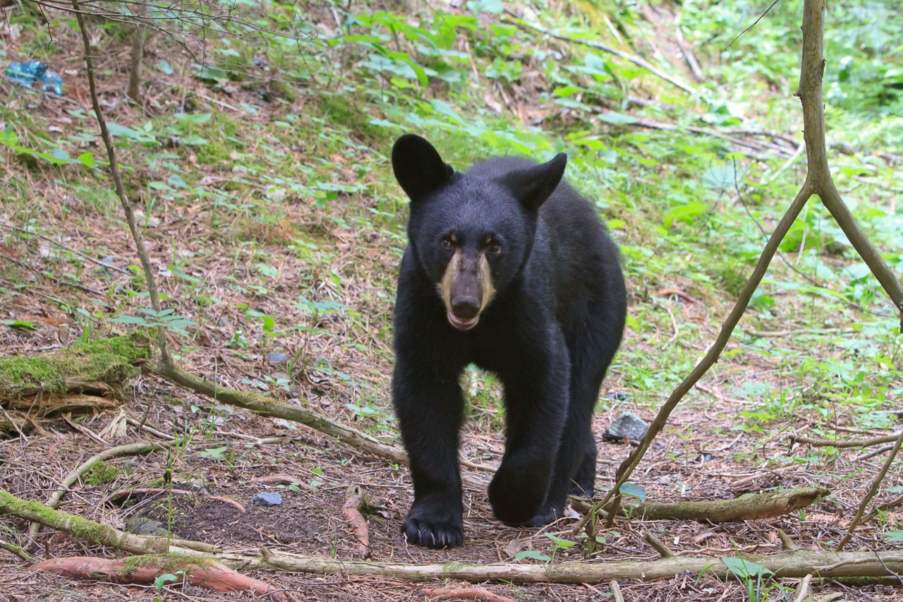 Hope - 7-2011 by Jim Stroner