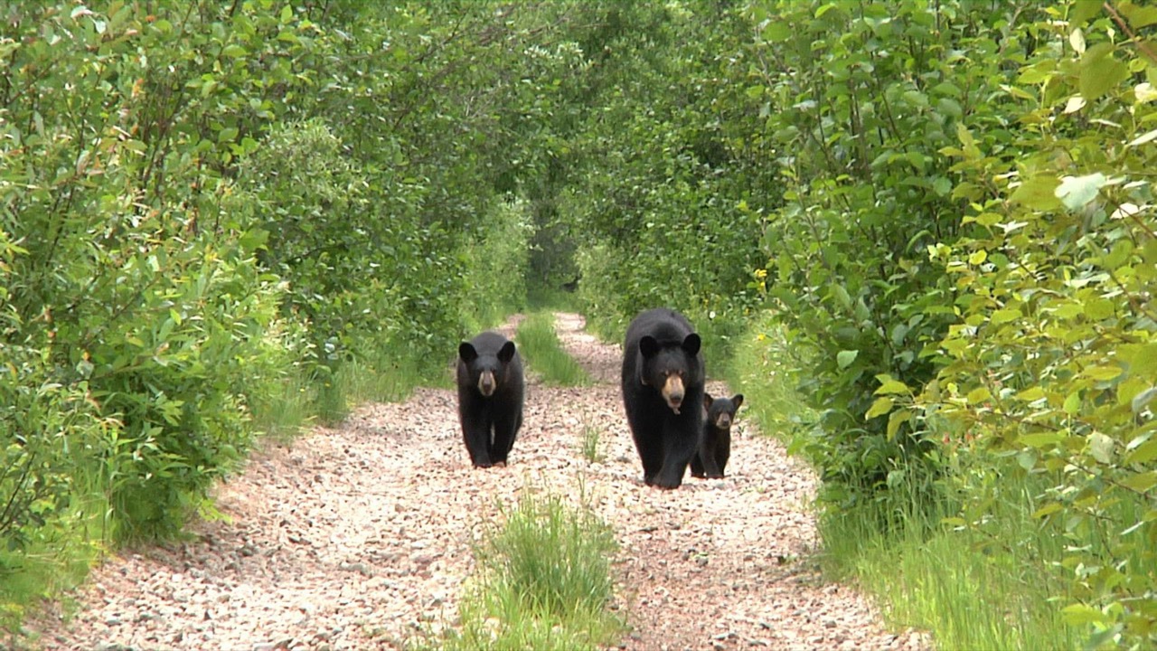 Lily Hope Faith 6-21-2011