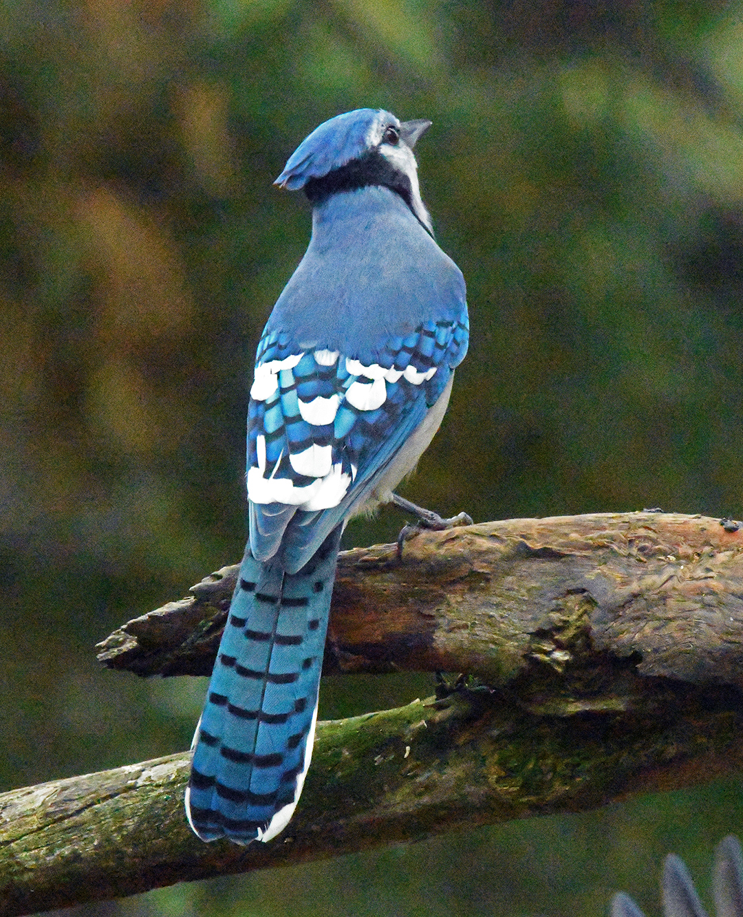 Blue Jay