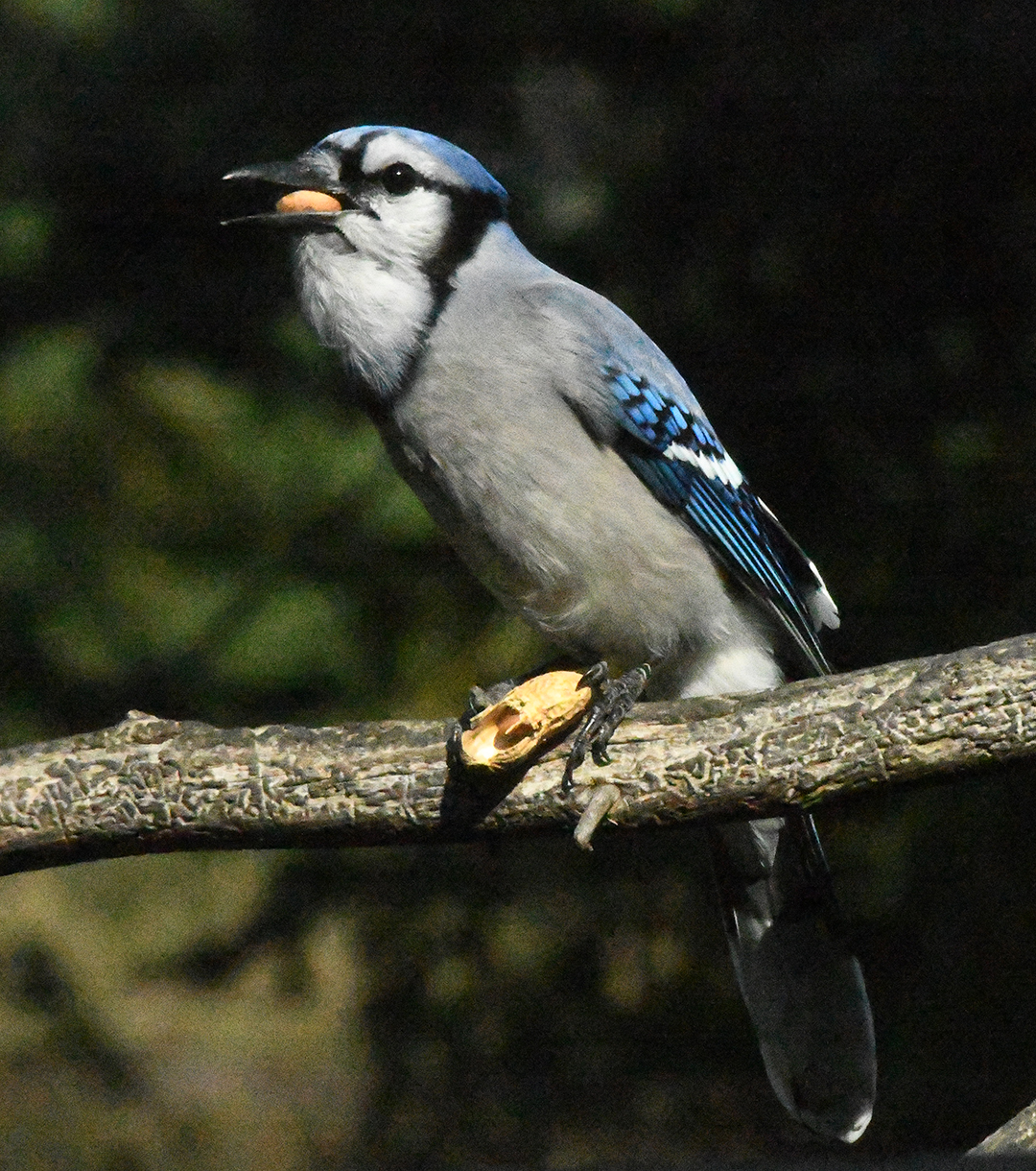 Blue Jay eating