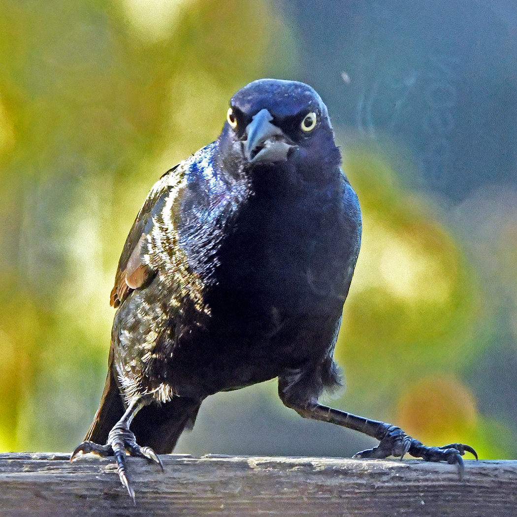 Grackle male