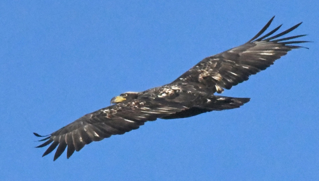 Bald Eagle back 2-3 year