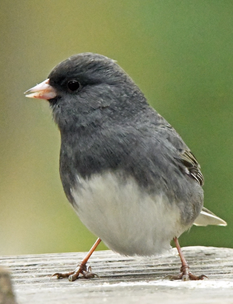 Dark-eyed Junco slate colored male