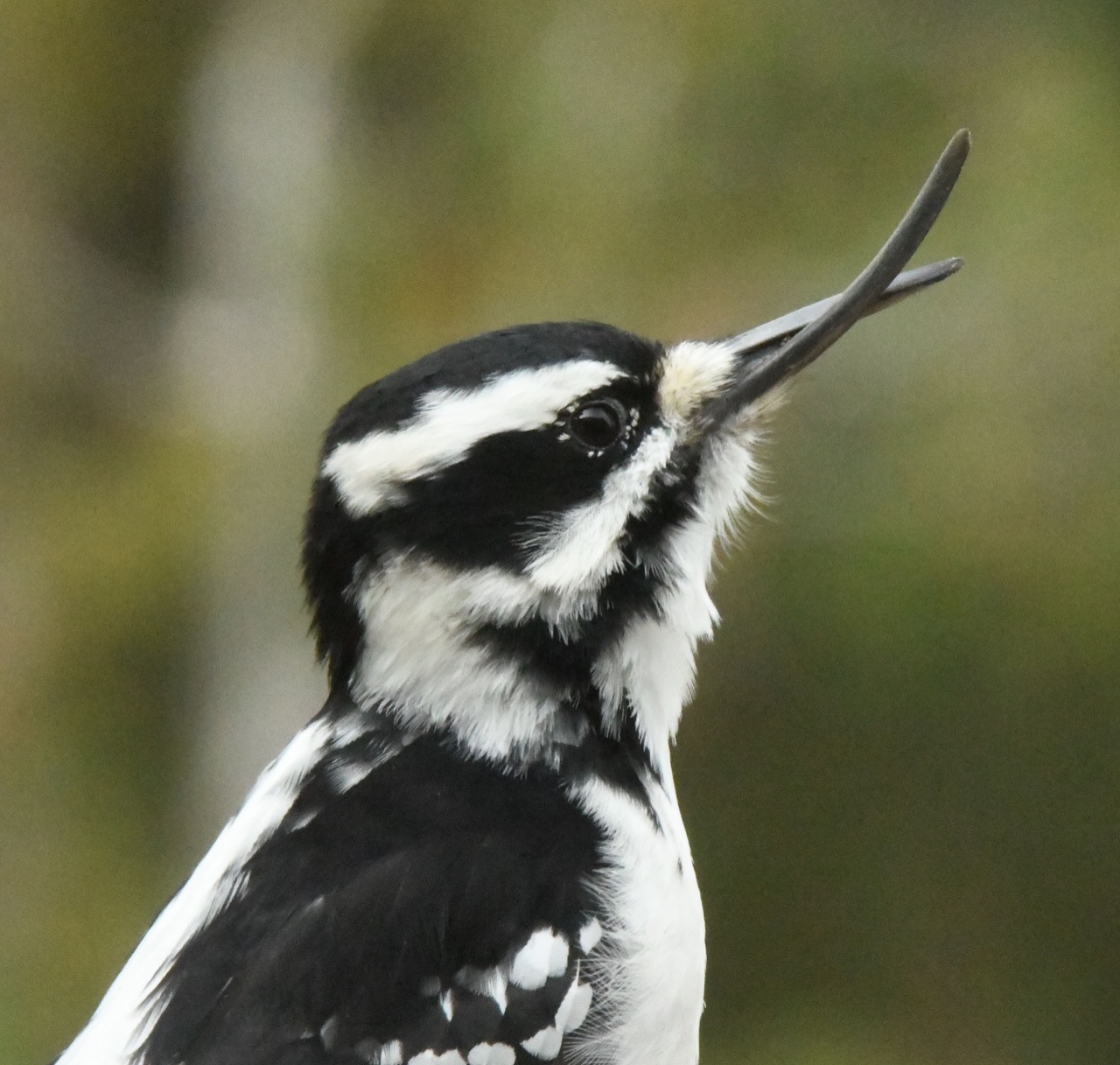 Hairy Woodpecker with defective bill