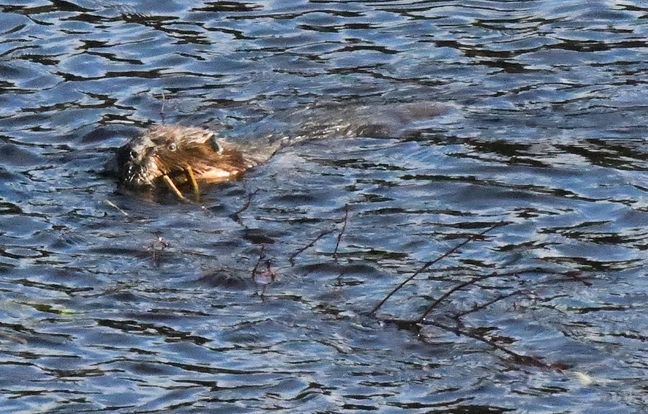 Beaver w/branch