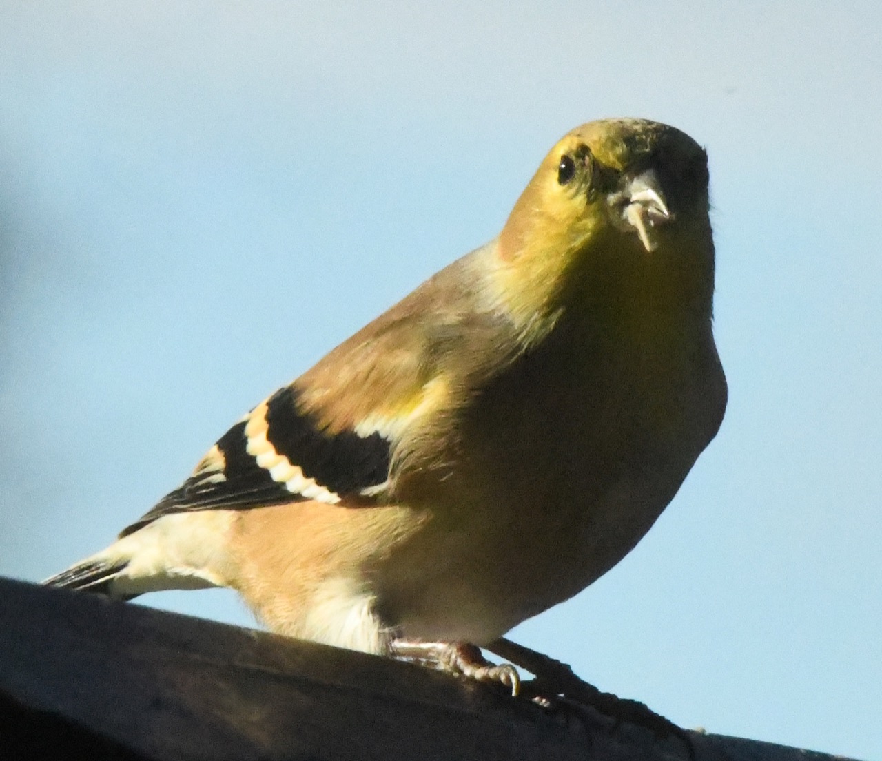 Goldfinch male