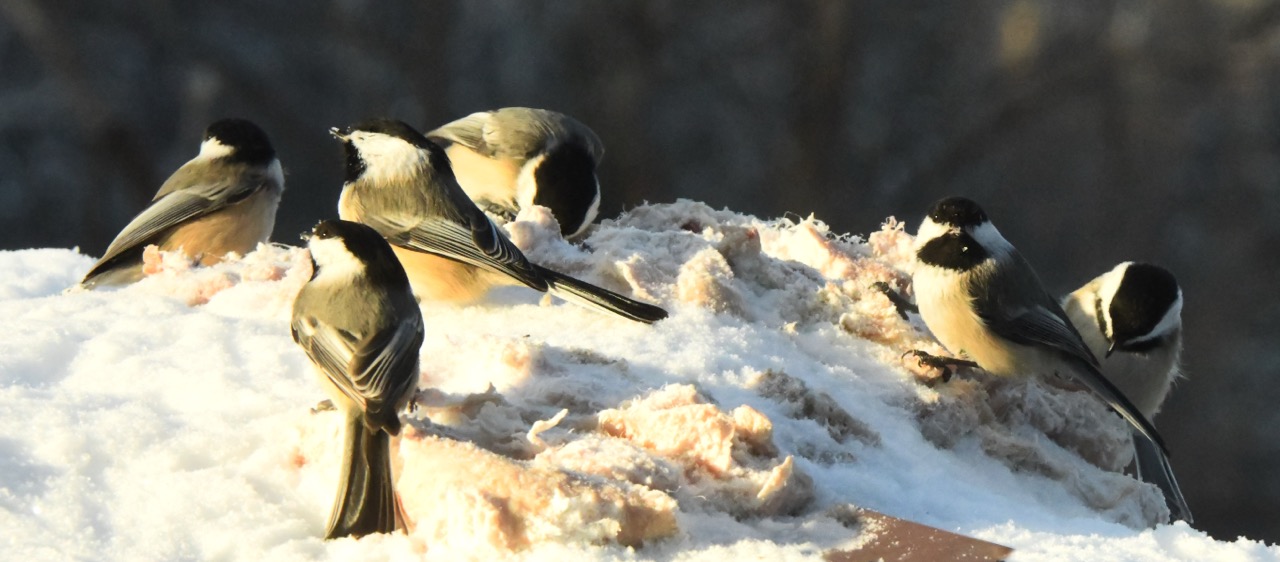 Chickadees at beef fat