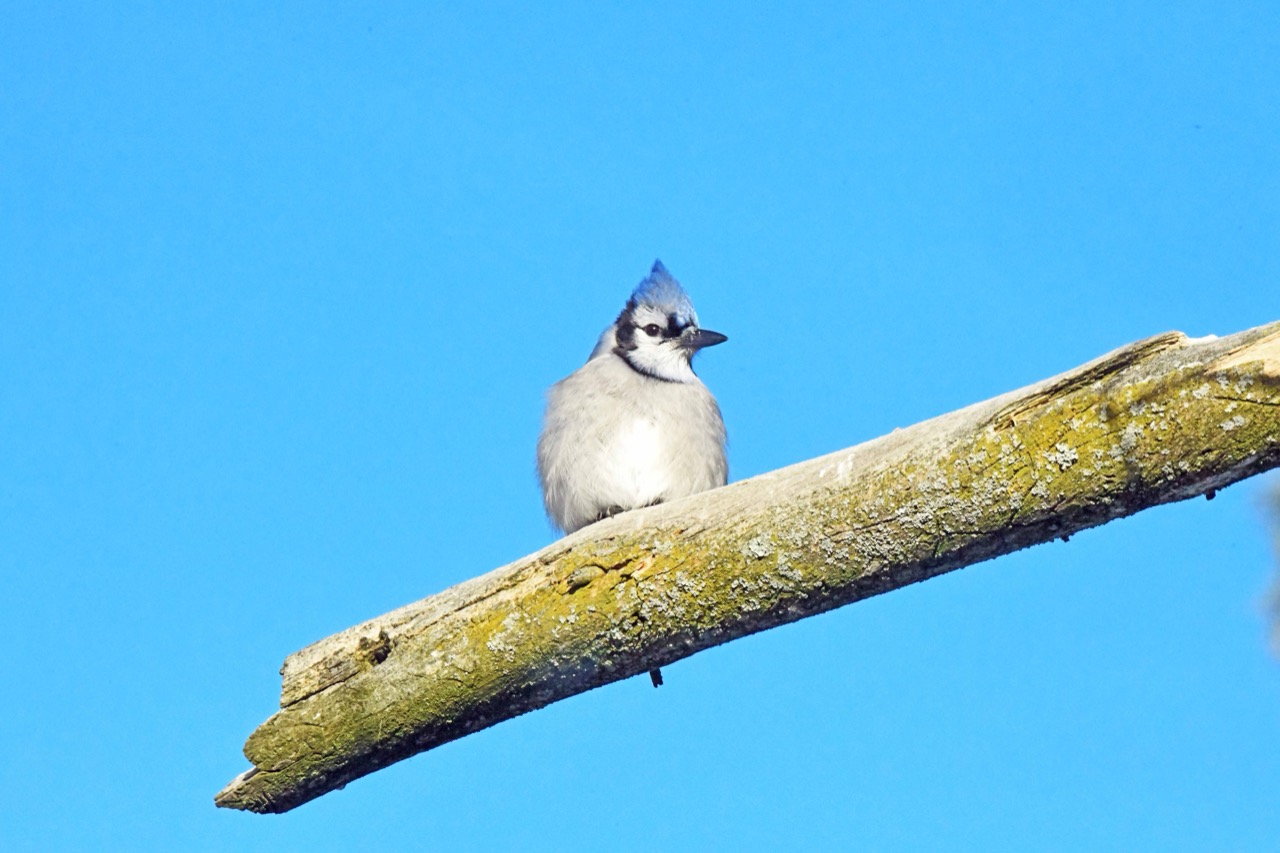 Blue Jay - Blue Sky