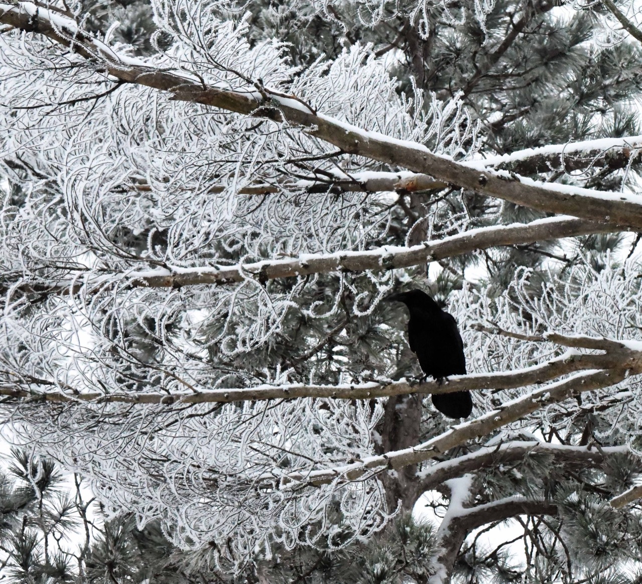 Raven and hoar frost