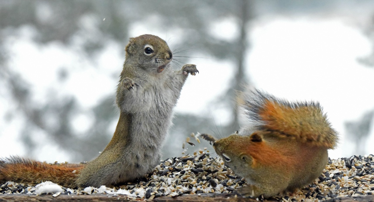 Red squirrels squaring off