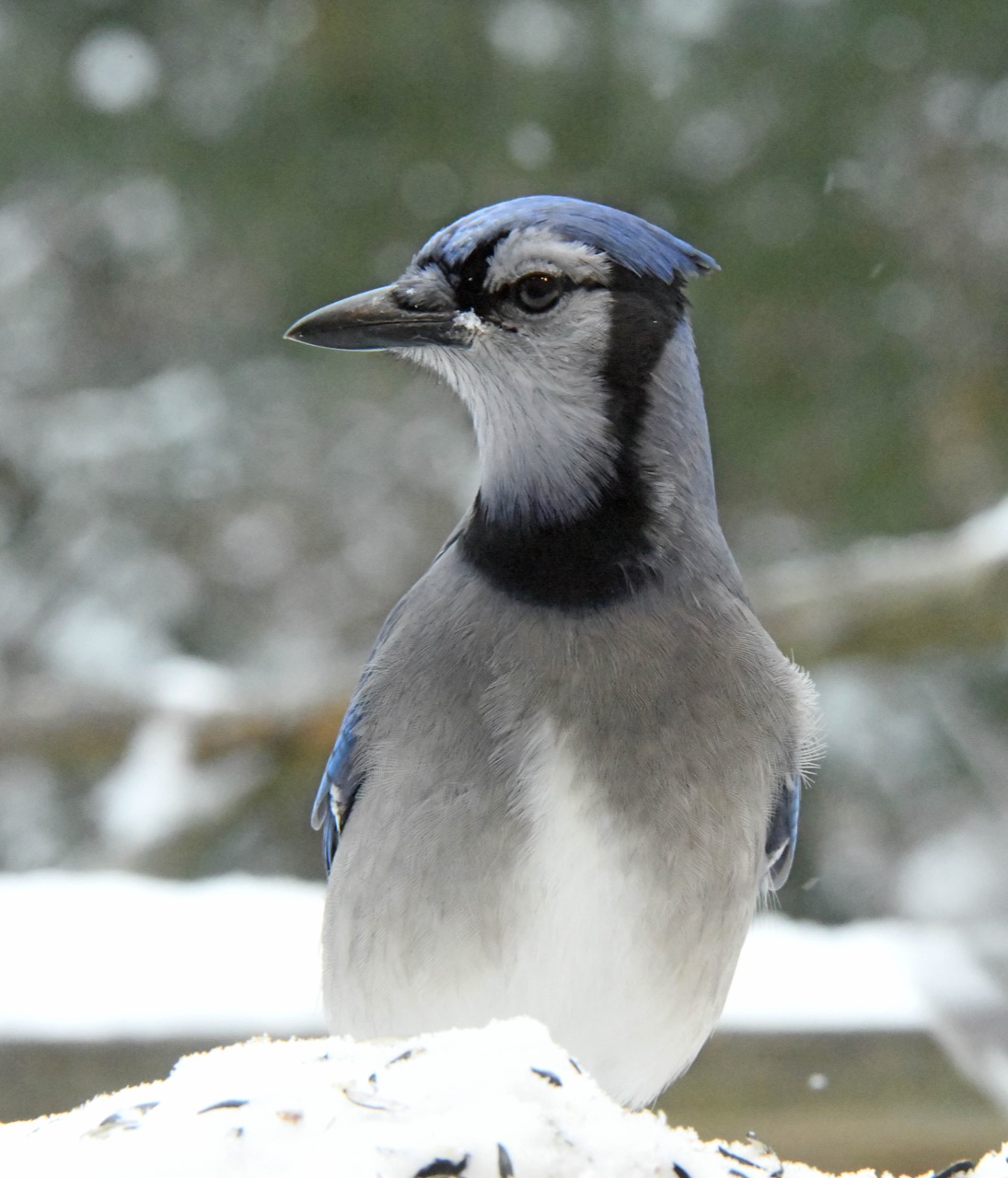 Blue jay