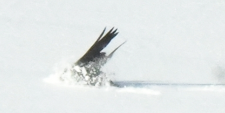 Raven flapping in snow