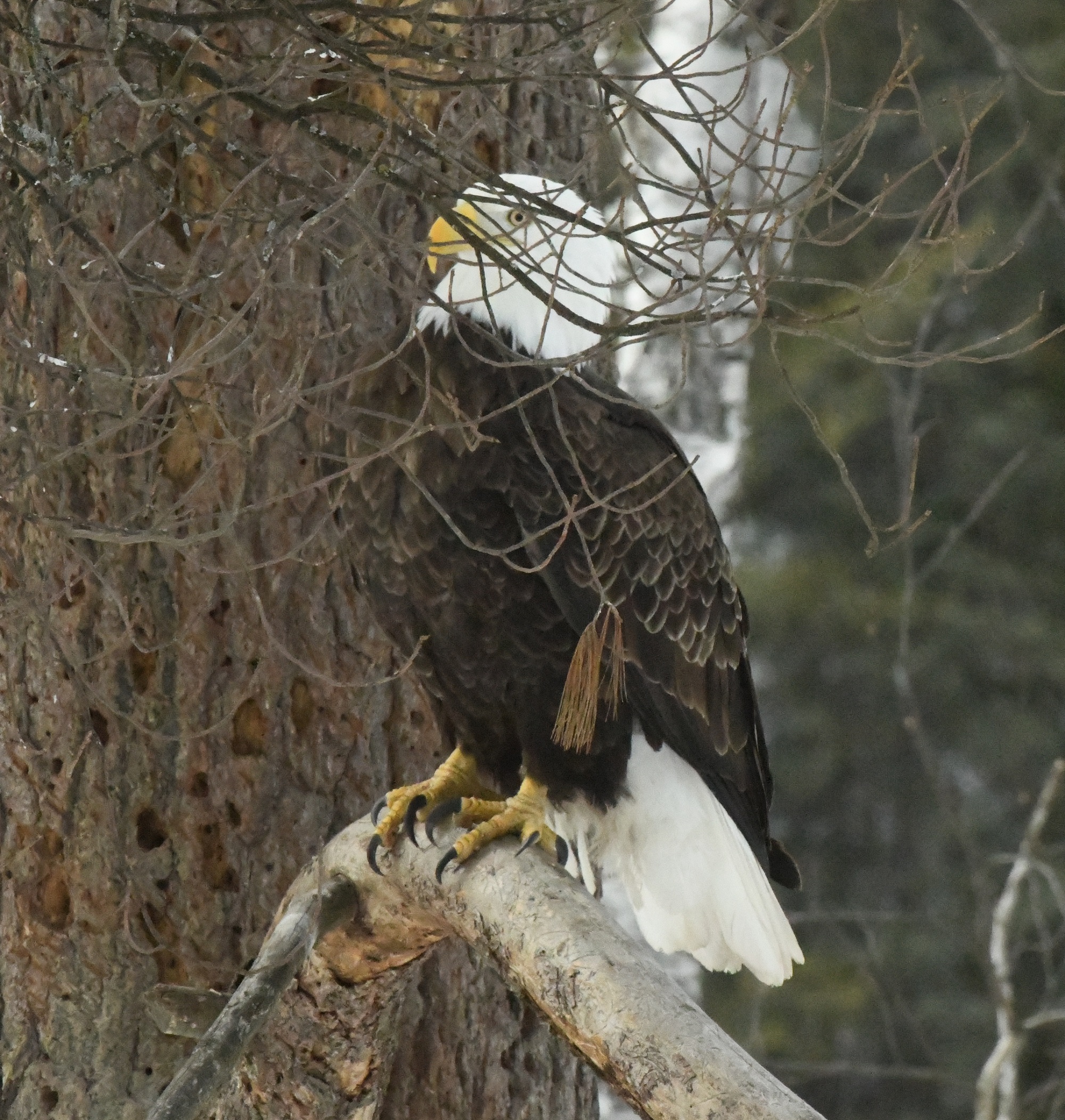 Eagle on lower branch