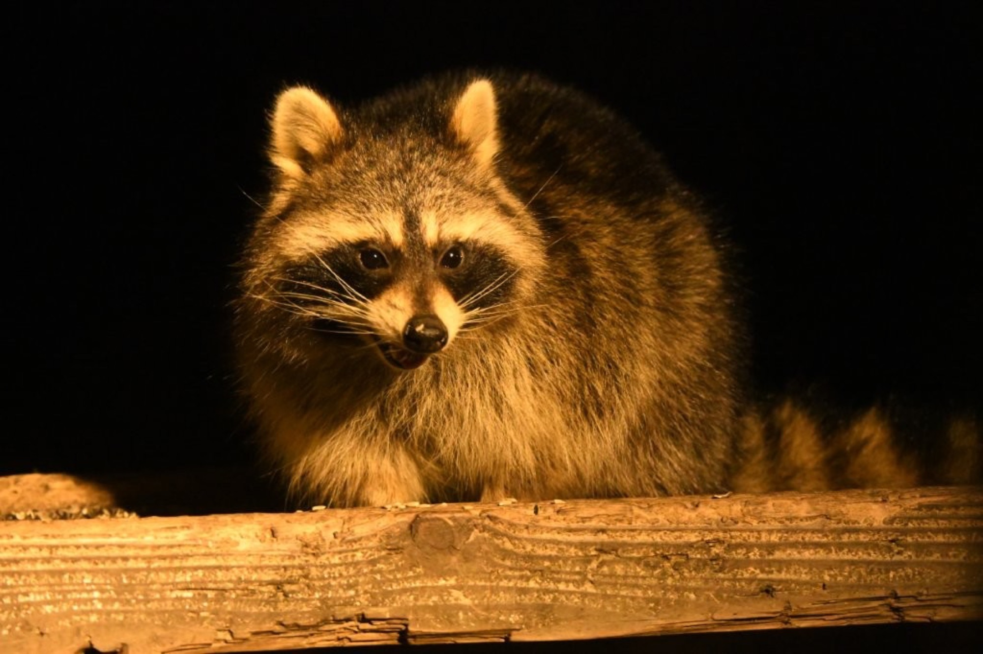 Raccoon