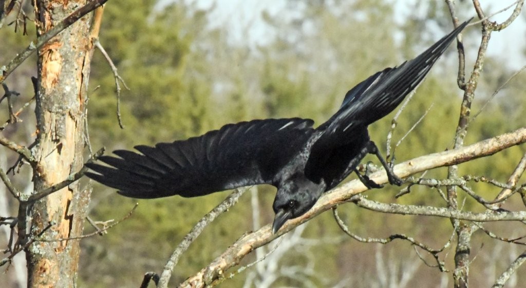 Crow in flight