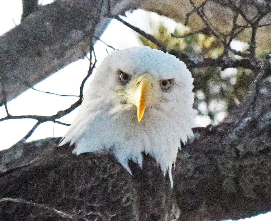 Bald Eagle