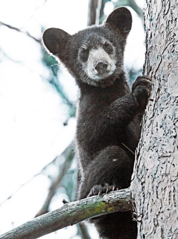 Shadow's cub Spanky - 2015