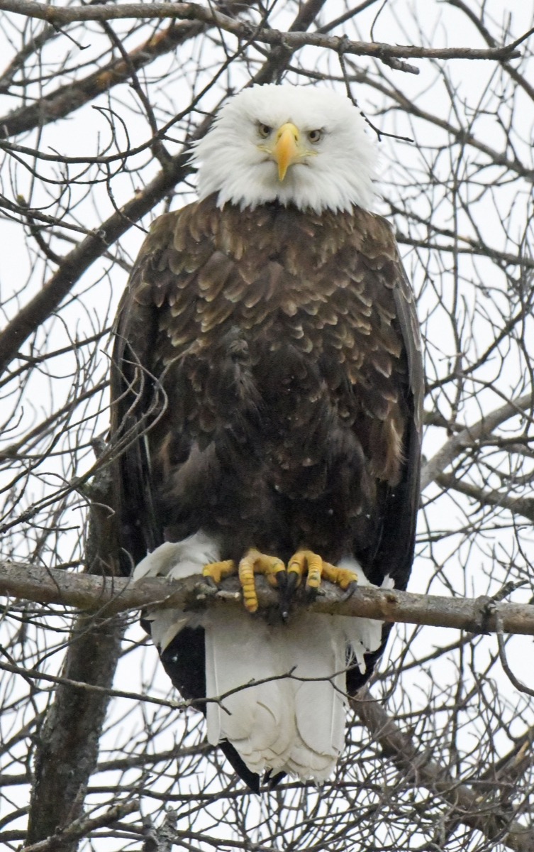 Bald eagle