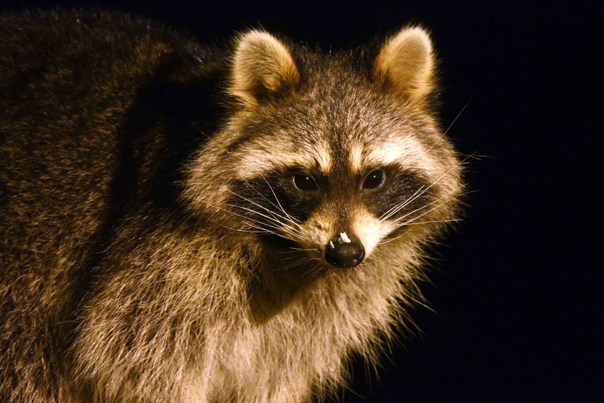 Raccoon