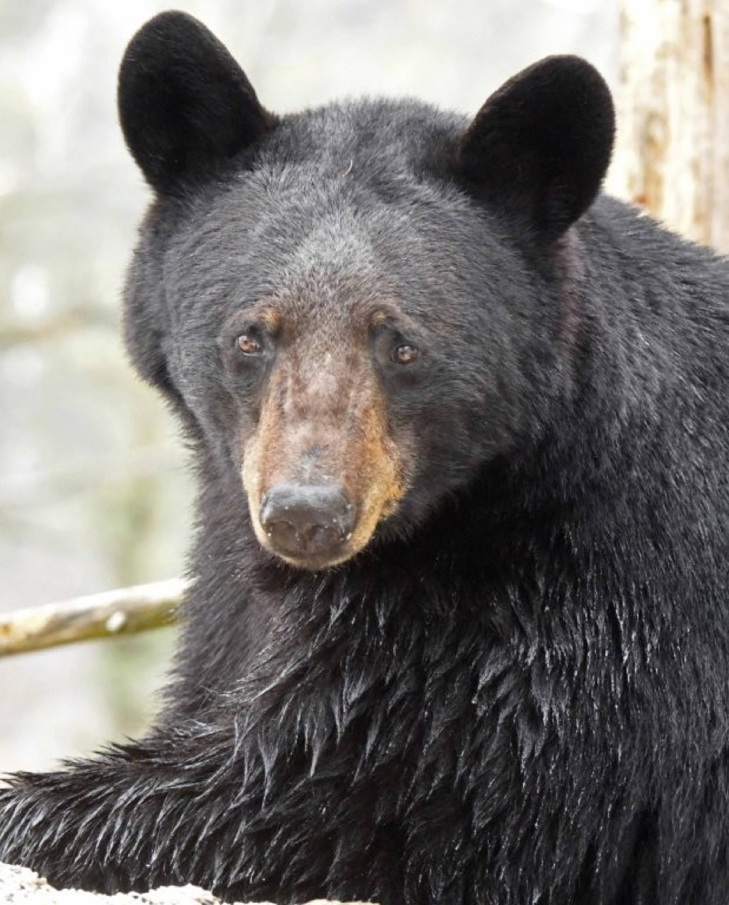 The Mystery Bear is Identified - UPDATE April 15, 2026