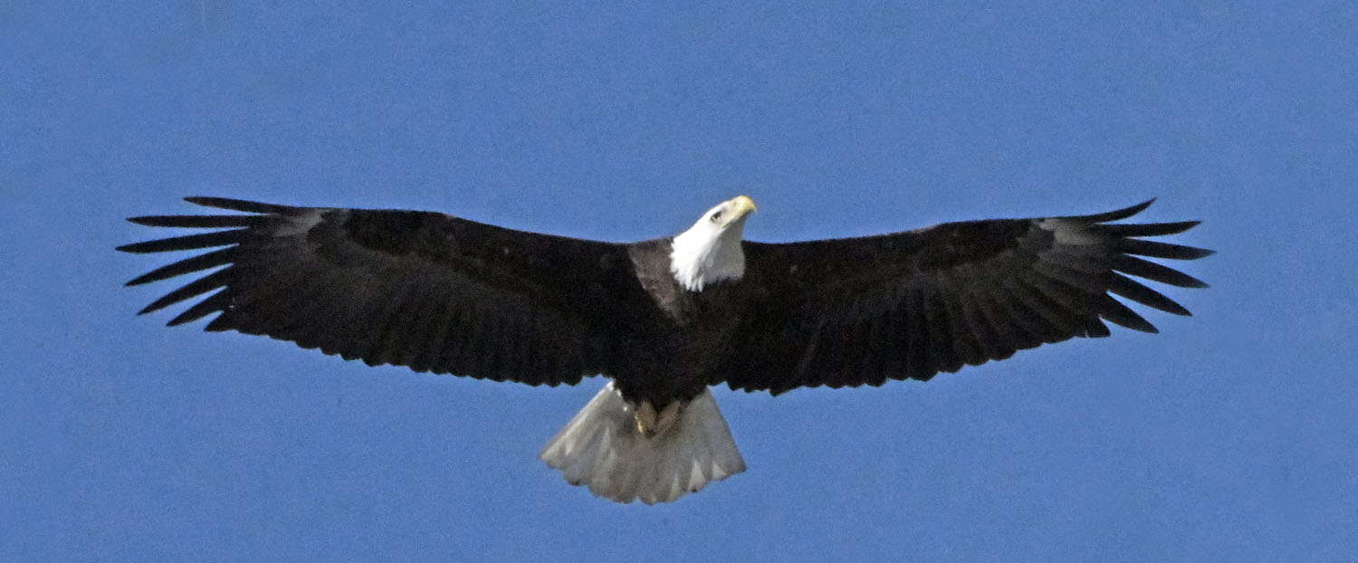 bald eagle