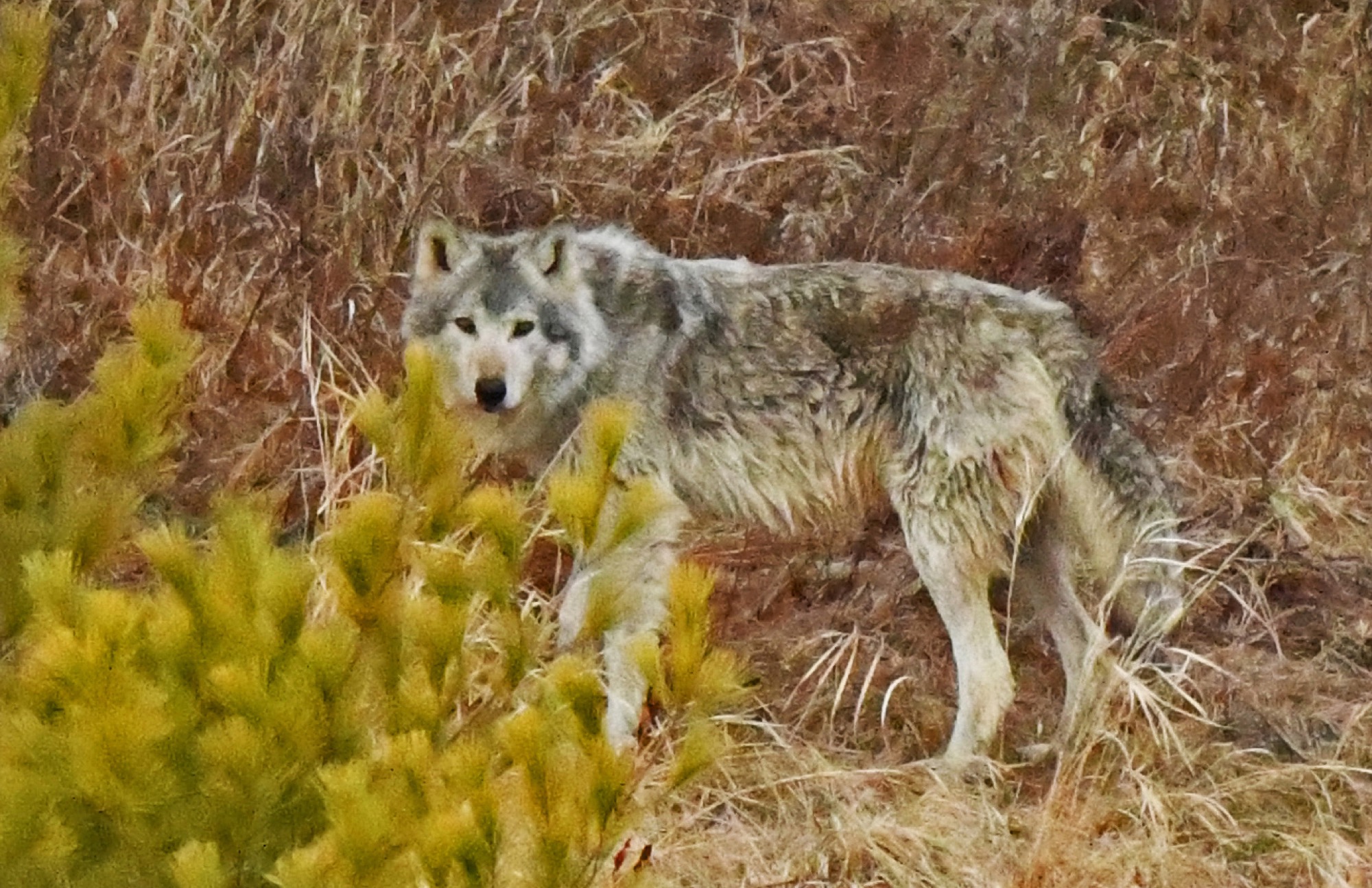 Intriguing Wildlife and Distracting Health - UPDATE May 14, 2026