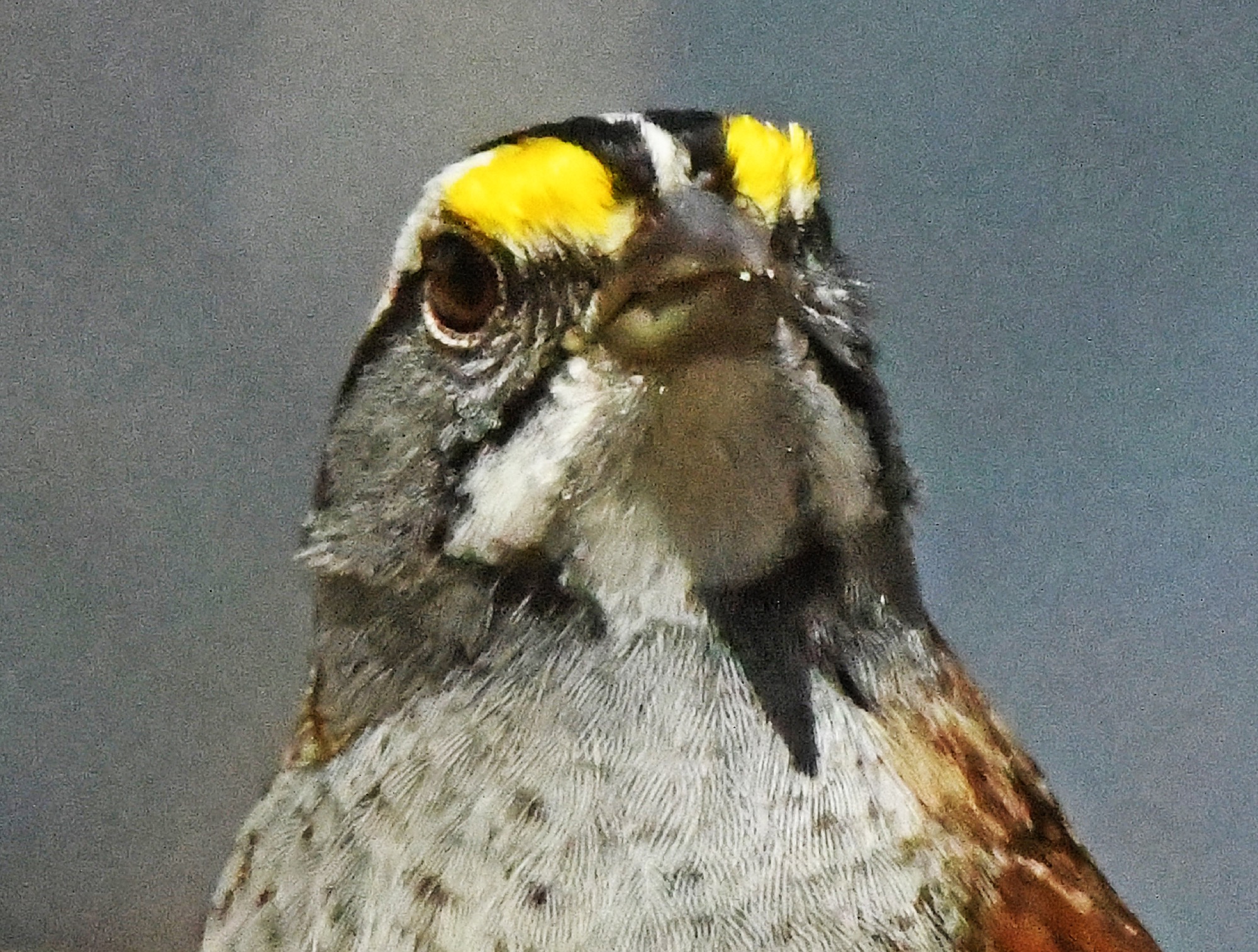 White-throated sparrow