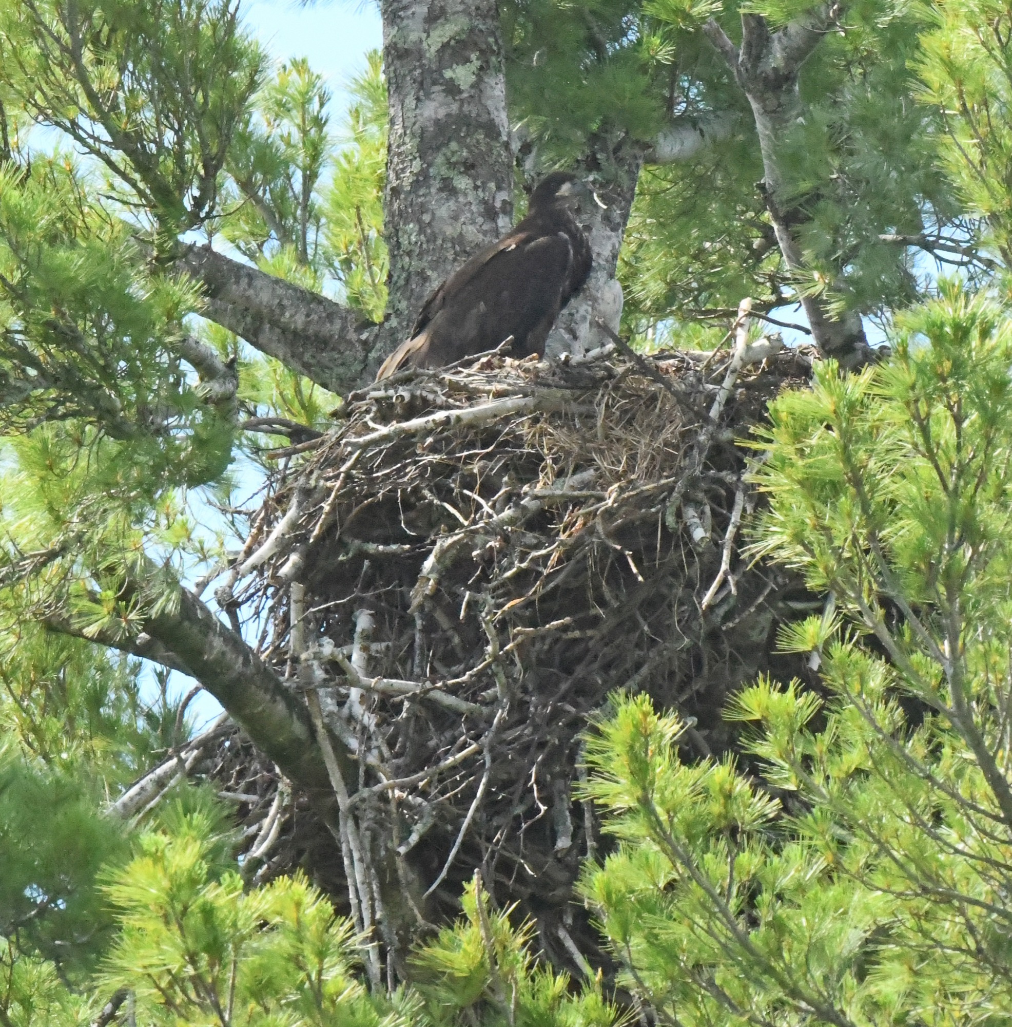 Eagle Juvenile