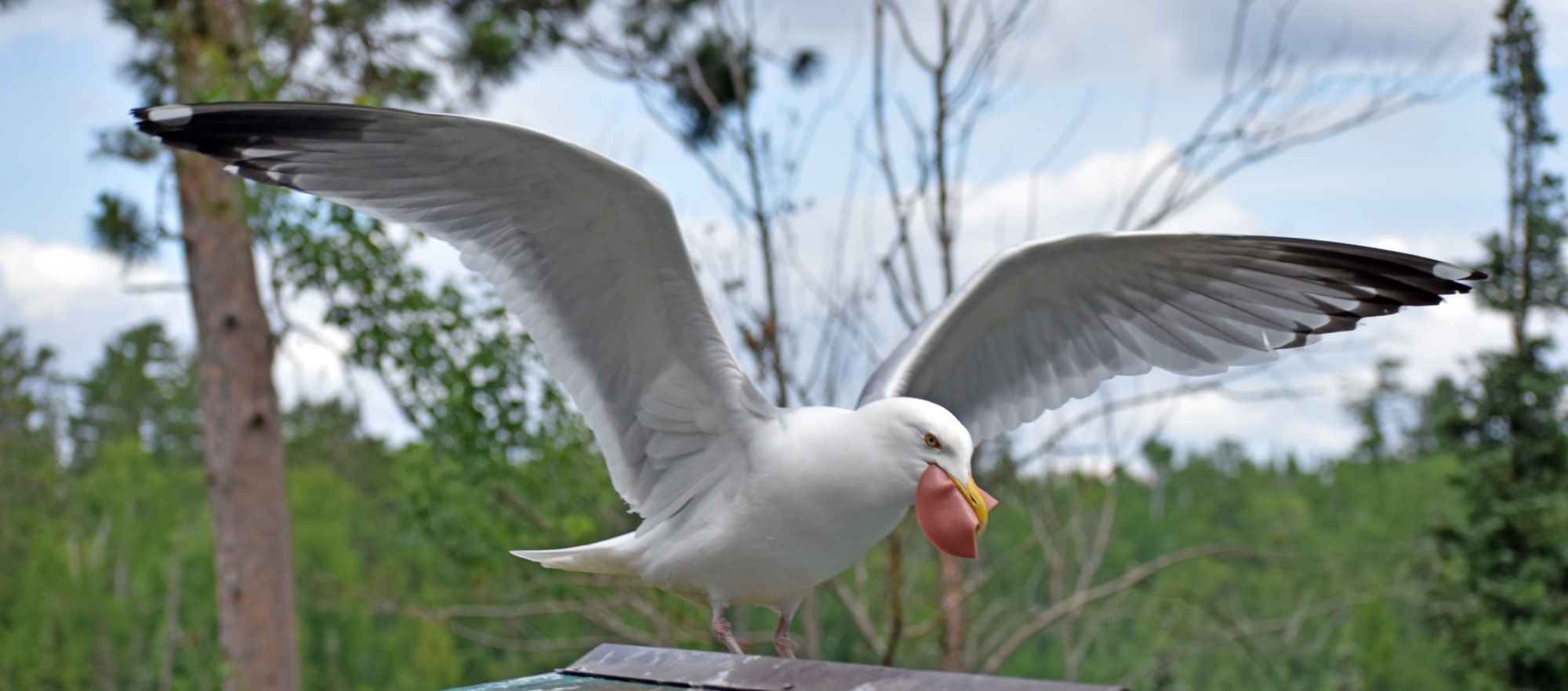 Gull caught bologna Burkat