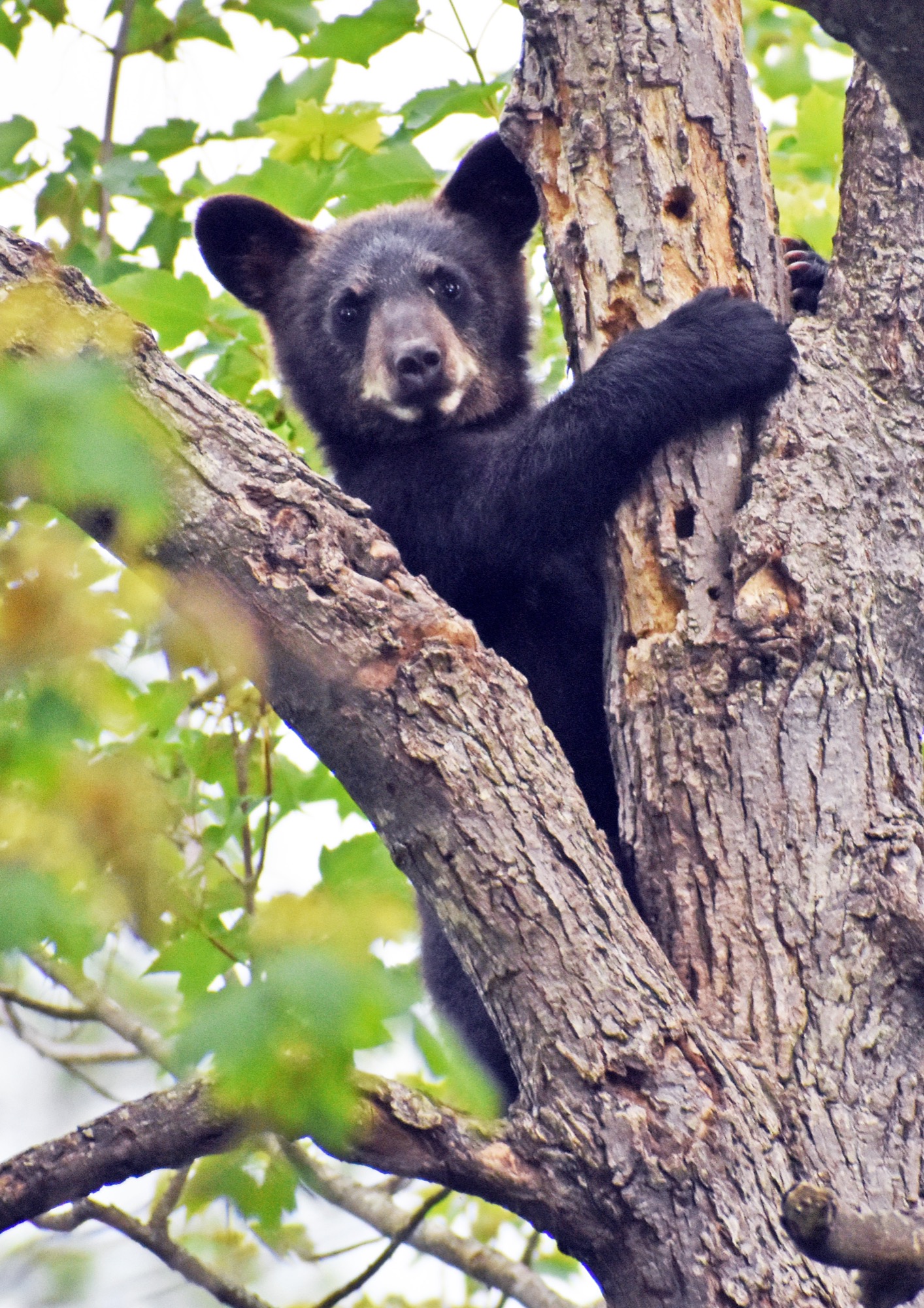 First Bear Course of 2026! - UPDATE July 8, 2026