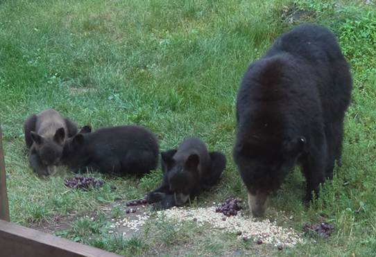 Lily and Cubs! - UPDATE July 13, 2026