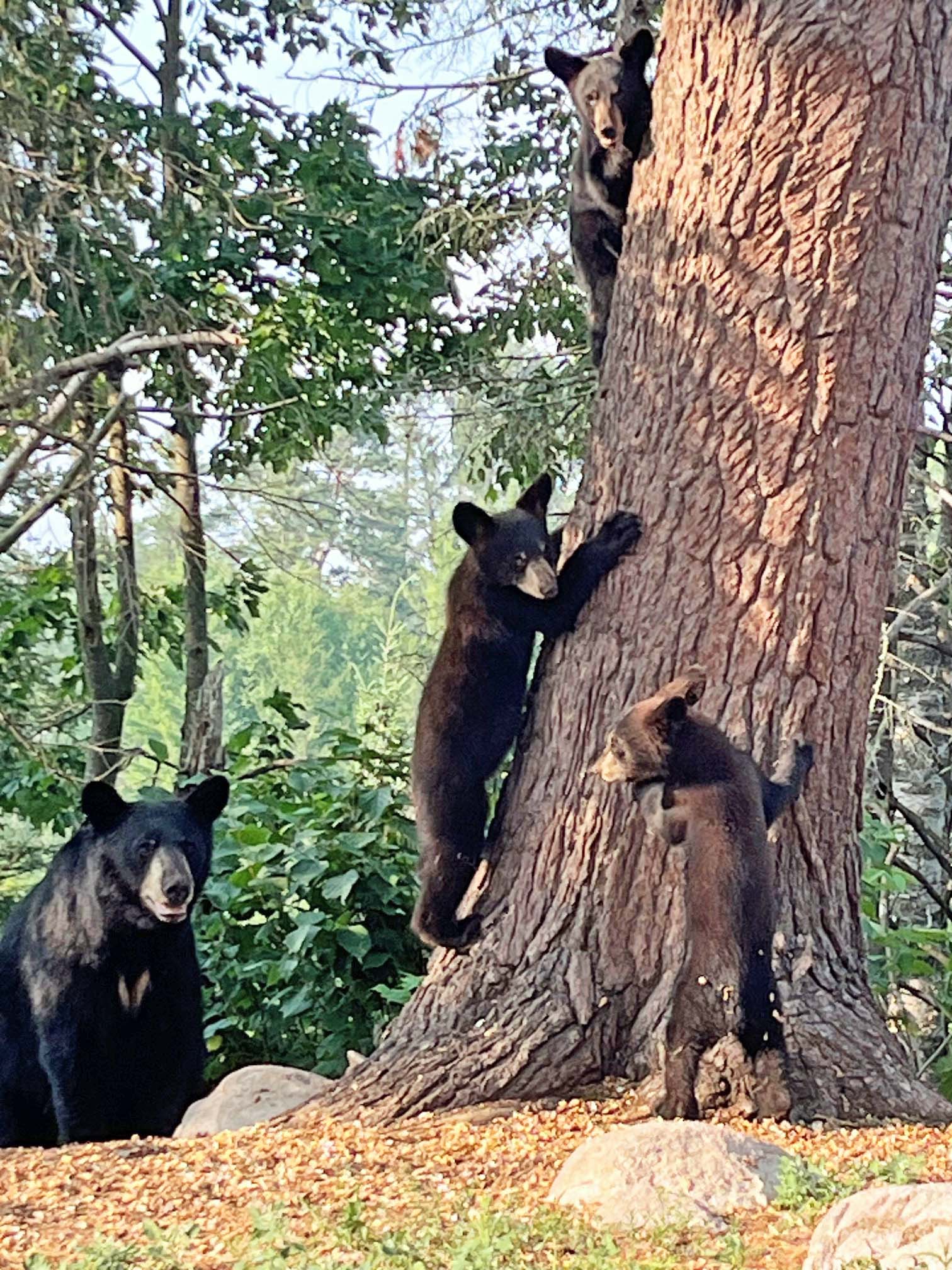 Dried Berries, More Bears—Update for July 18, 2026
