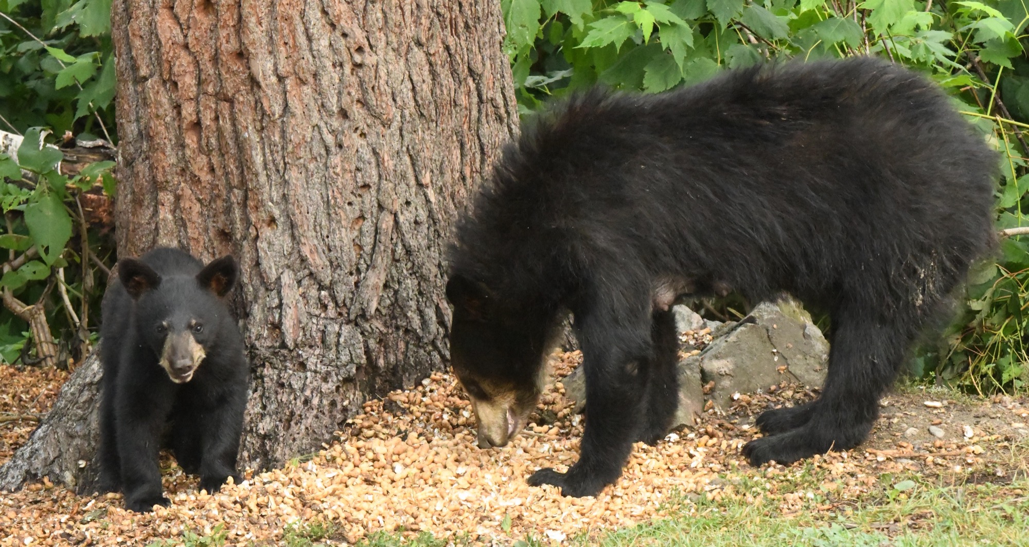 Helping Hungry Mothers and Cubs Survive the Berry Crop Failure - UPDATE July 27, 2026