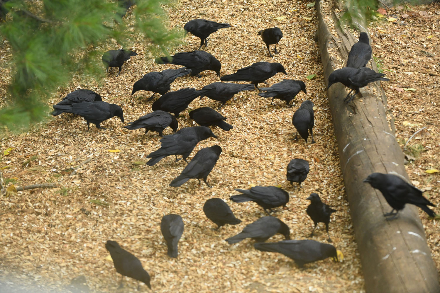 Crows at leftovers
