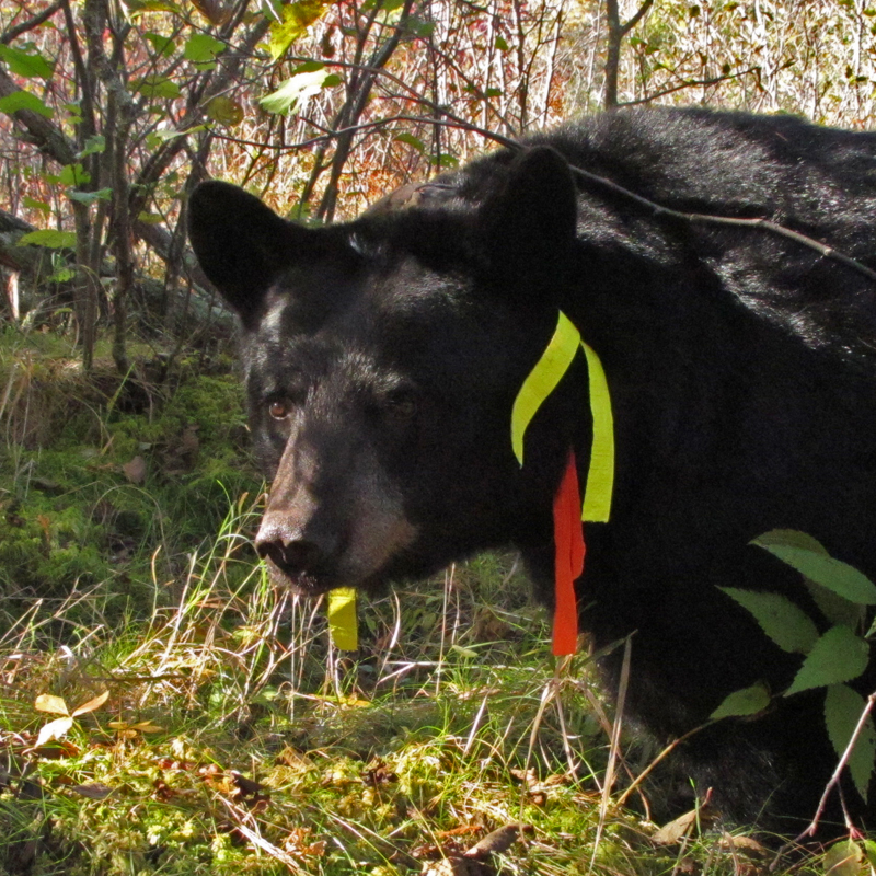 Braveheart - Sept 26, 2010