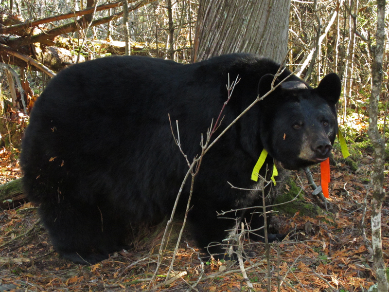 Braveheart_-_20101007