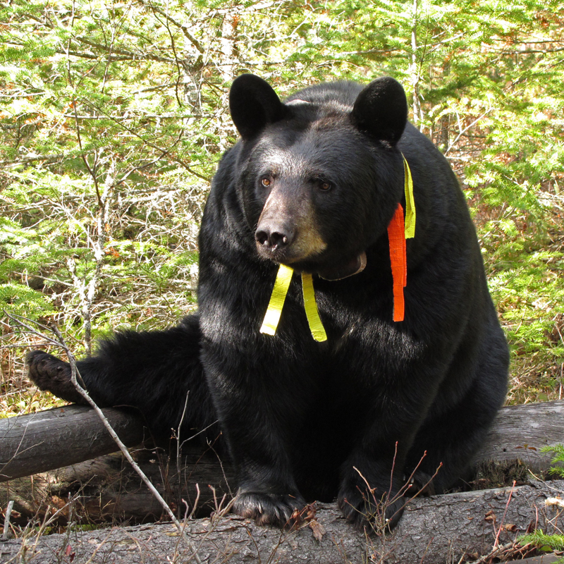 Braveheart_-_20101014