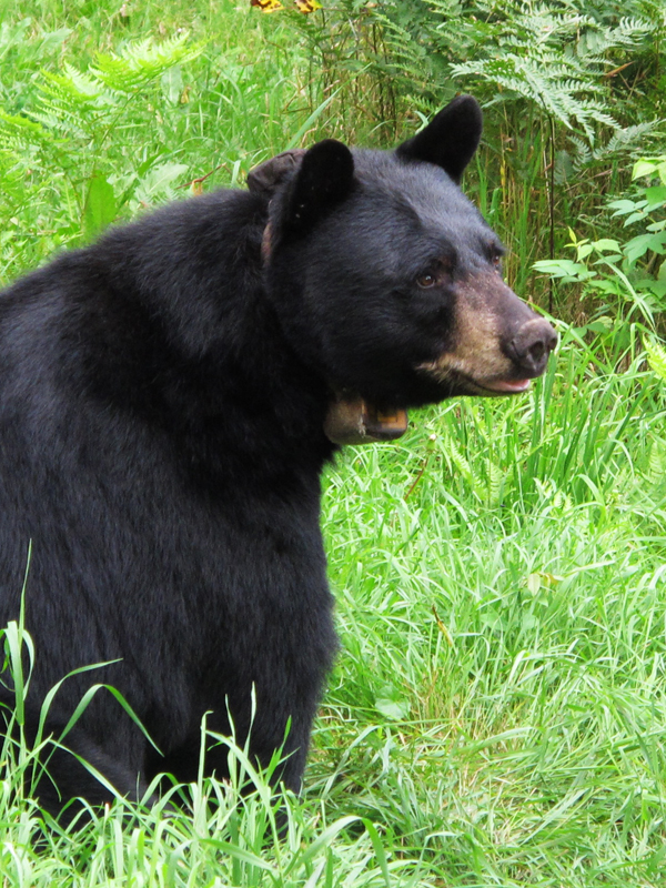 Donna - August 11, 2010